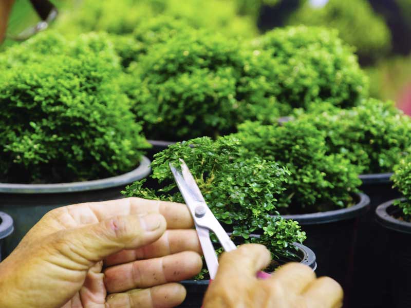 manutenzione giardini Modena